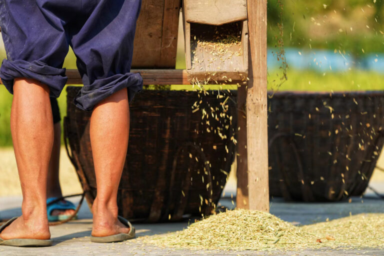 The Catcher in the Paddy Field -- Wang Tais Autumn Harvest - 10.